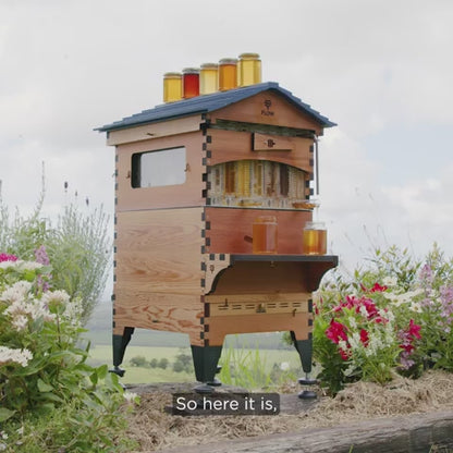 Hive