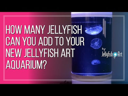 Jellyfish Aquarium
