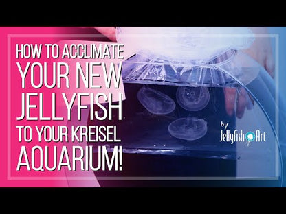Jellyfish Aquarium